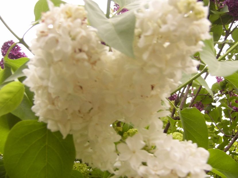 P1300464 - ANUL 2017 FLORI