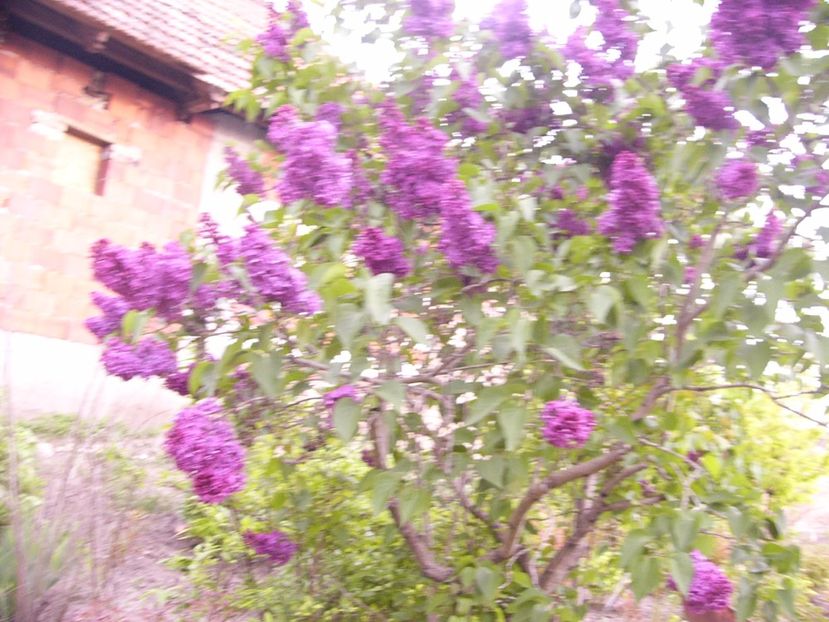 P1300468 - ANUL 2017 FLORI