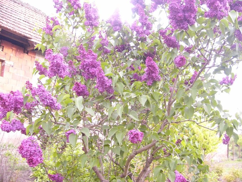 P1300469 - ANUL 2017 FLORI