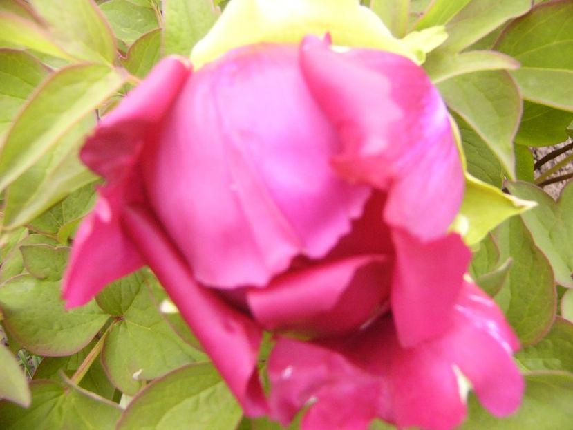 Paeonia suffruticosa fl.involteHua Wang - ANUL 2017 FLORI