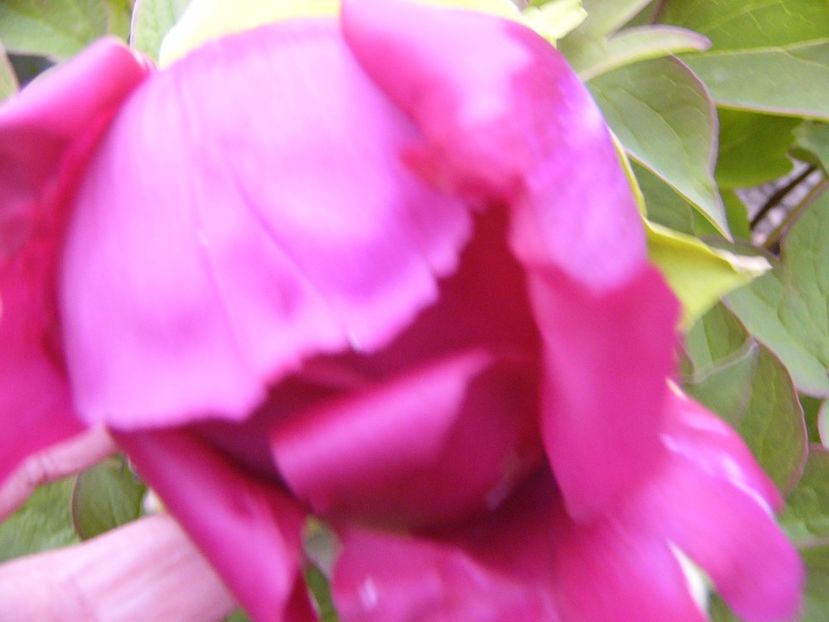 P1300473 - ANUL 2017 FLORI