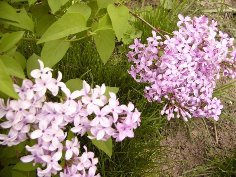 Syringa chinensis Saugeana - ANUL 2017 FLORI