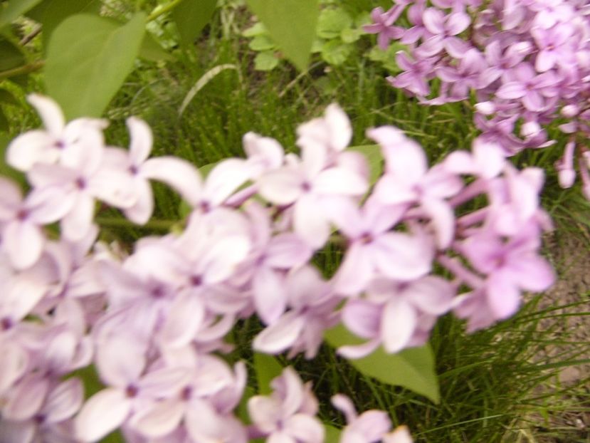 P1300480 - ANUL 2017 FLORI