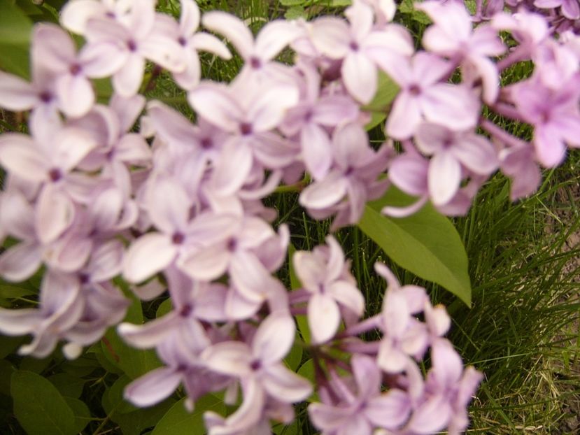 P1300481 - ANUL 2017 FLORI