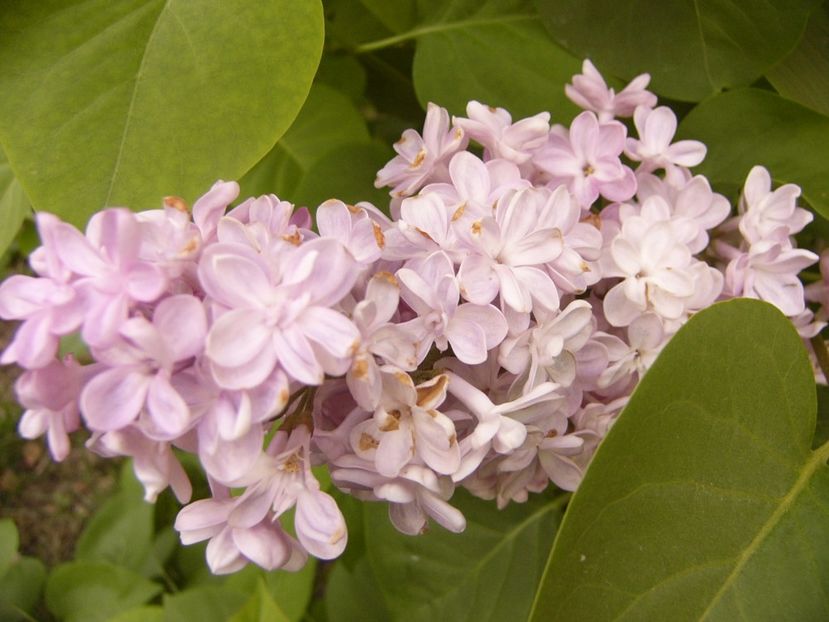 P1300484 - ANUL 2017 FLORI