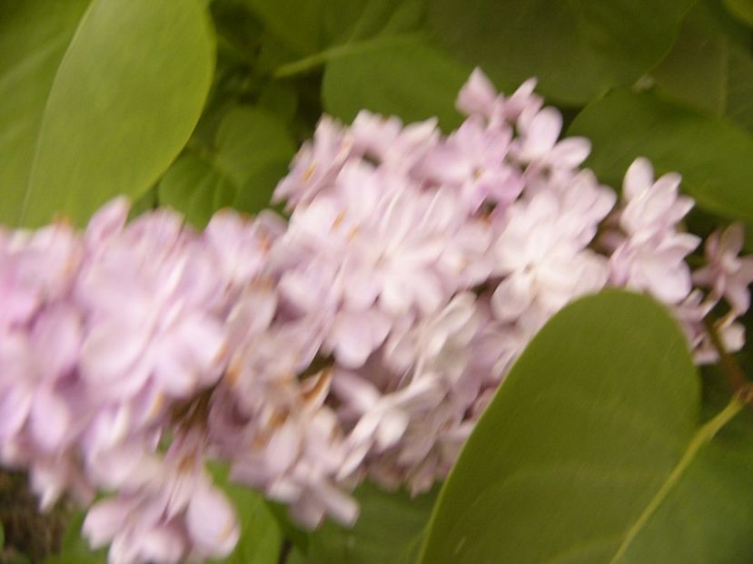 P1300485 - ANUL 2017 FLORI