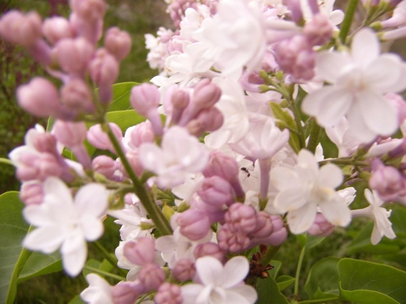 Syringa -Frumos de Moscova- - ANUL 2017 FLORI