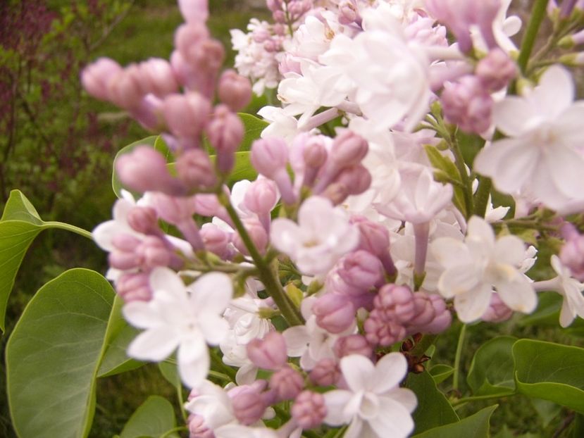 P1300490 - ANUL 2017 FLORI