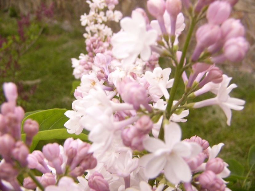 P1300491 - ANUL 2017 FLORI