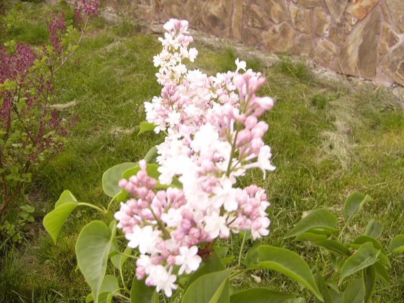 P1300492 - ANUL 2017 FLORI