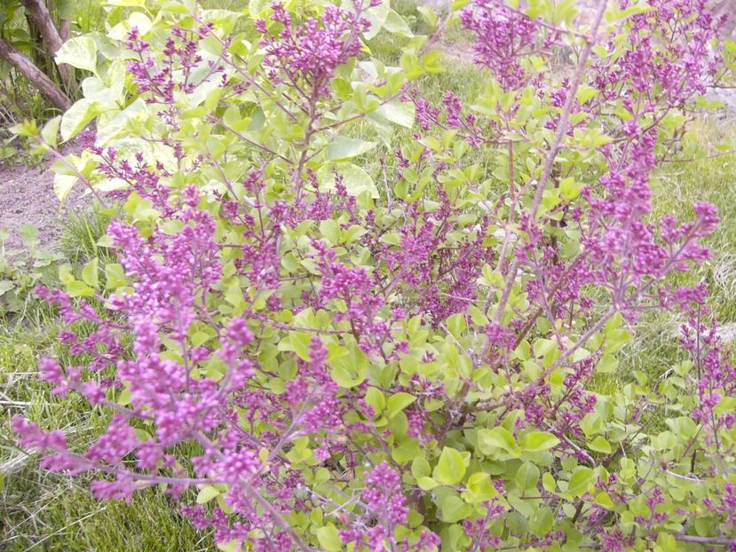 P1300496 - ANUL 2017 FLORI