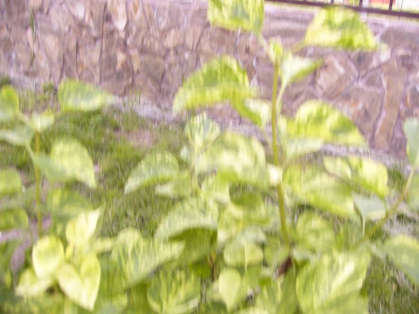 P1300500 - ANUL 2017 FLORI