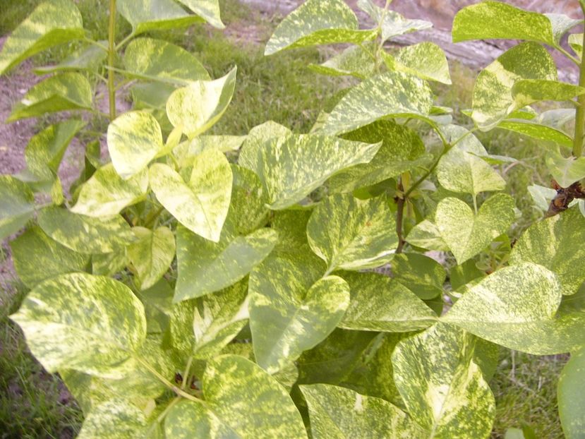 P1300501 - ANUL 2017 FLORI