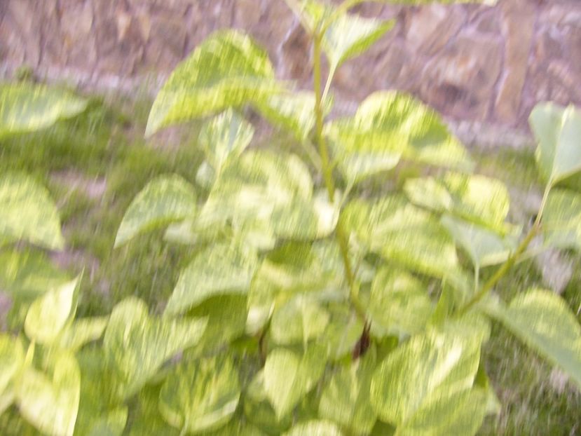 P1300503 - ANUL 2017 FLORI