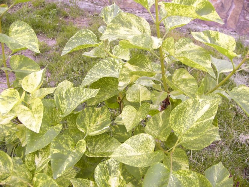 P1300504 - ANUL 2017 FLORI