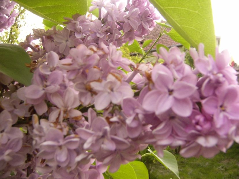 P1300505 - ANUL 2017 FLORI