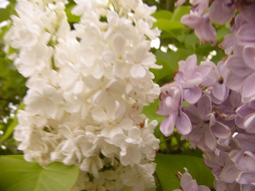 P1300506 - ANUL 2017 FLORI