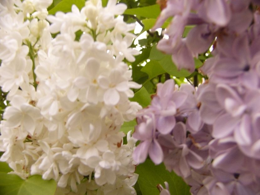 P1300507 - ANUL 2017 FLORI