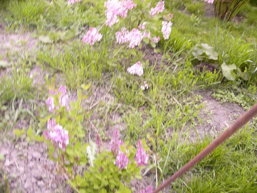 P1300511 - ANUL 2017 FLORI