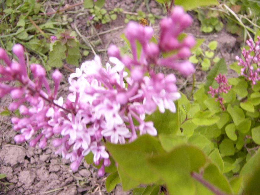 P1300516 - ANUL 2017 FLORI