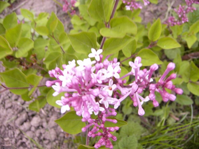 P1300517 - ANUL 2017 FLORI