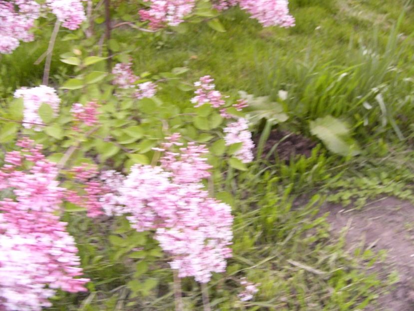 P1300519 - ANUL 2017 FLORI