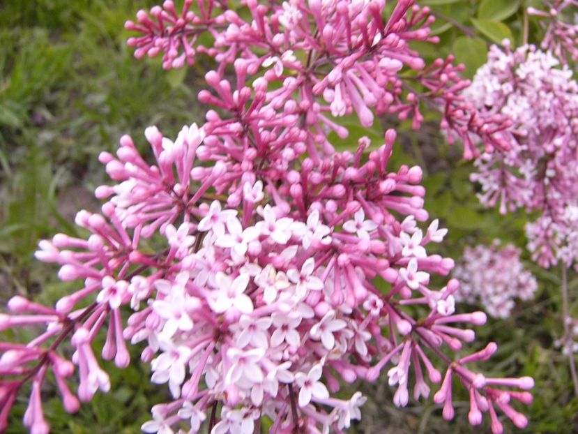 P1300521 - ANUL 2017 FLORI