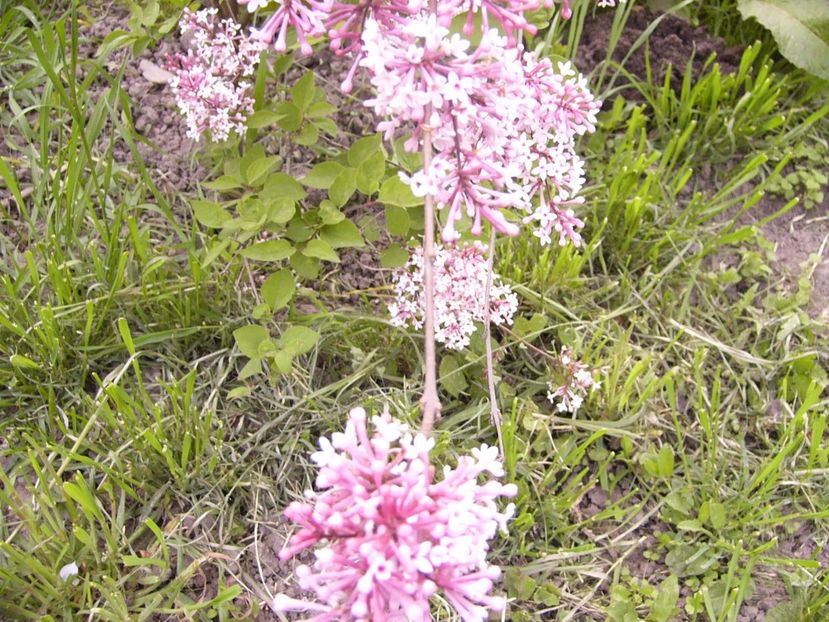 P1300522 - ANUL 2017 FLORI