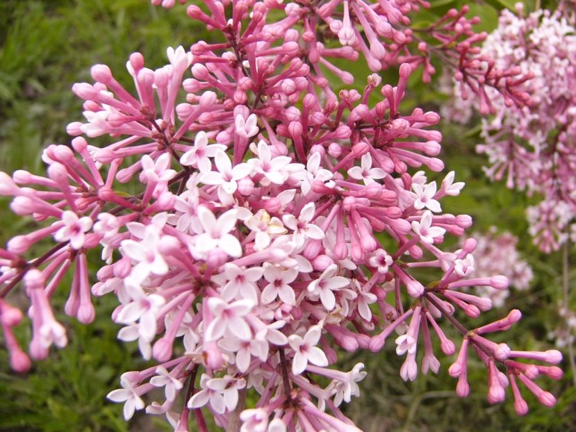 P1300523 - ANUL 2017 FLORI