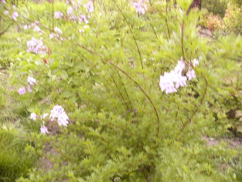 P1300535 - ANUL 2017 FLORI