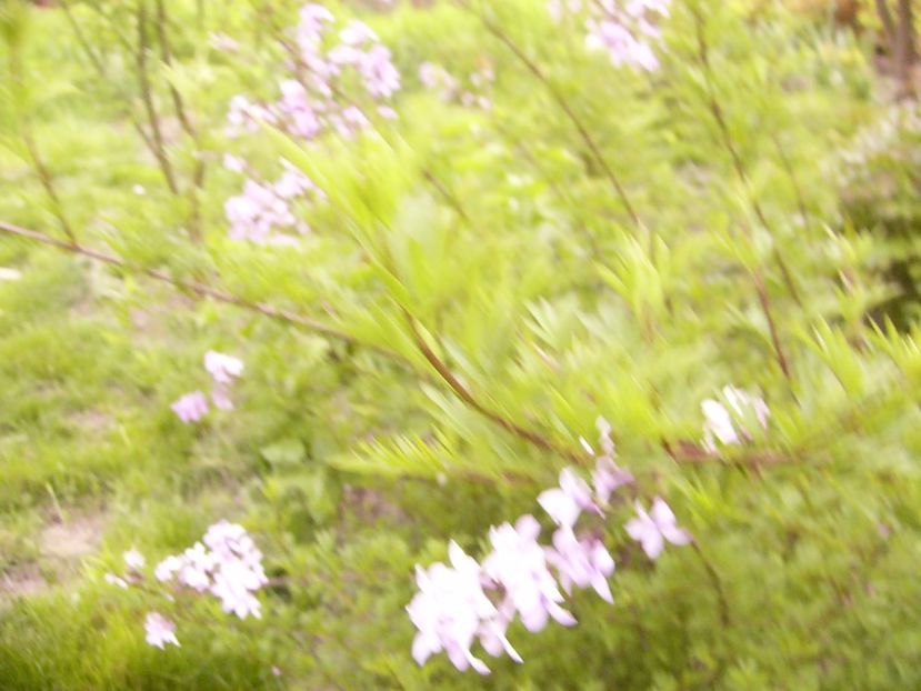 P1300541 - ANUL 2017 FLORI