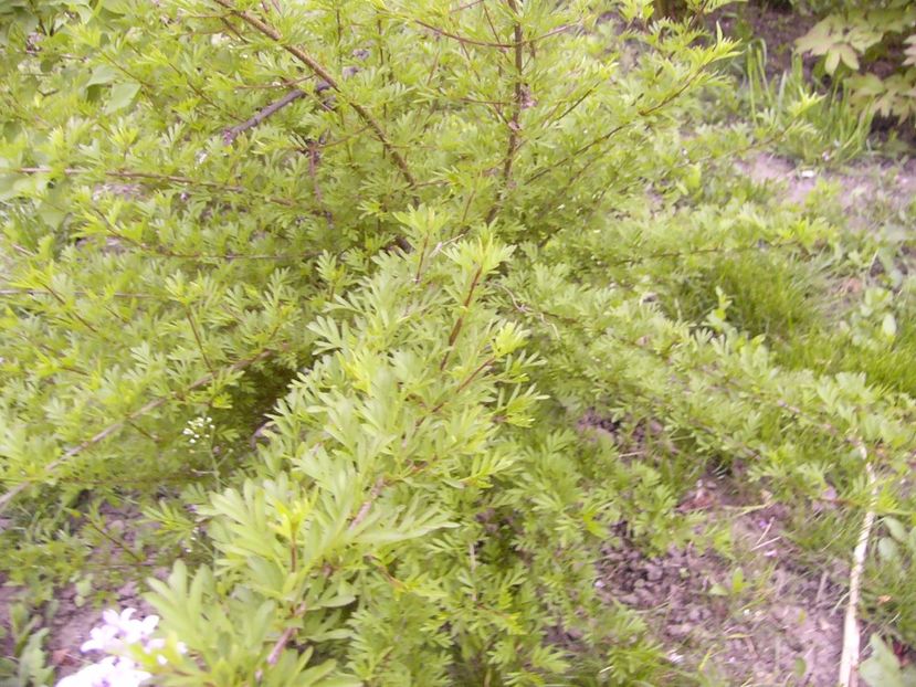 P1300543 - ANUL 2017 FLORI
