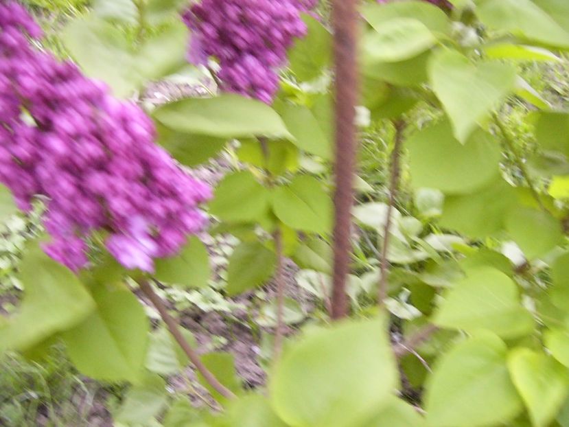 Syringa Taras Bulba - ANUL 2017 FLORI