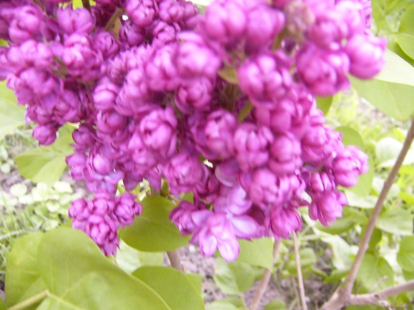 P1300562 - ANUL 2017 FLORI