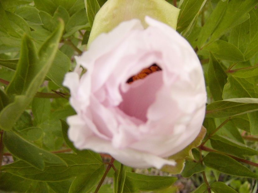 P1300583 - ANUL 2017 FLORI