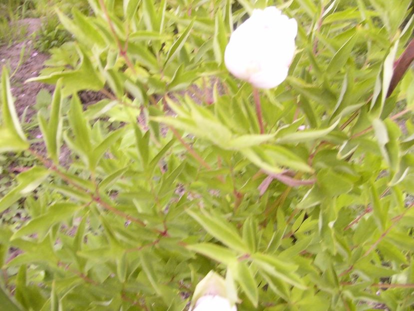 P1300590 - ANUL 2017 FLORI