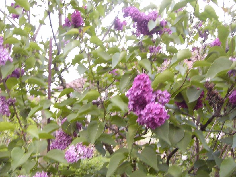 P1300597 - ANUL 2017 FLORI