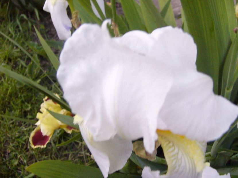 P1300622 - ANUL 2017 FLORI