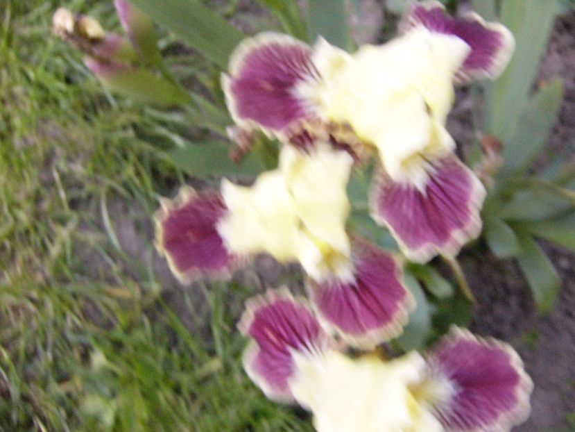 P1300624 - ANUL 2017 FLORI