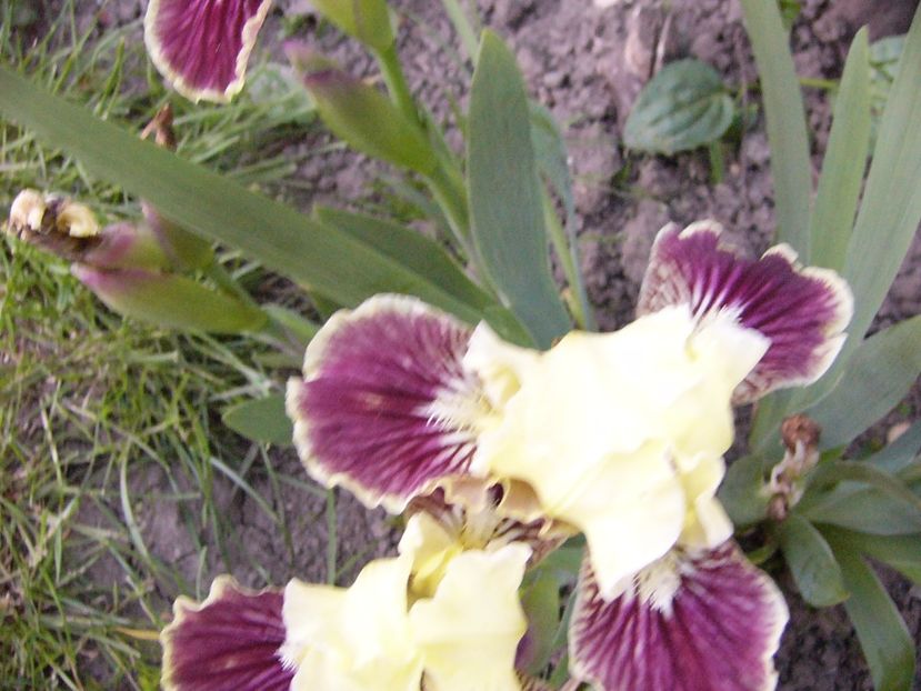 P1300625 - ANUL 2017 FLORI