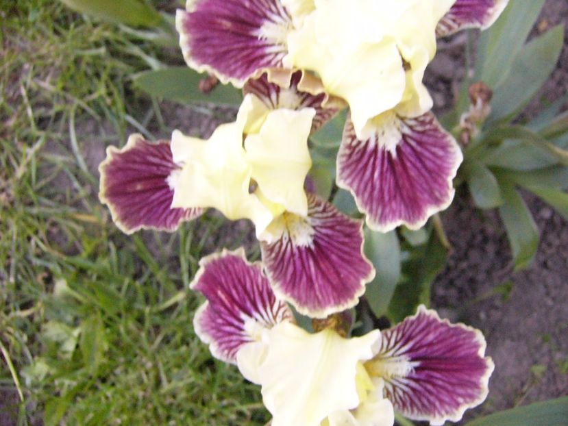 P1300626 - ANUL 2017 FLORI