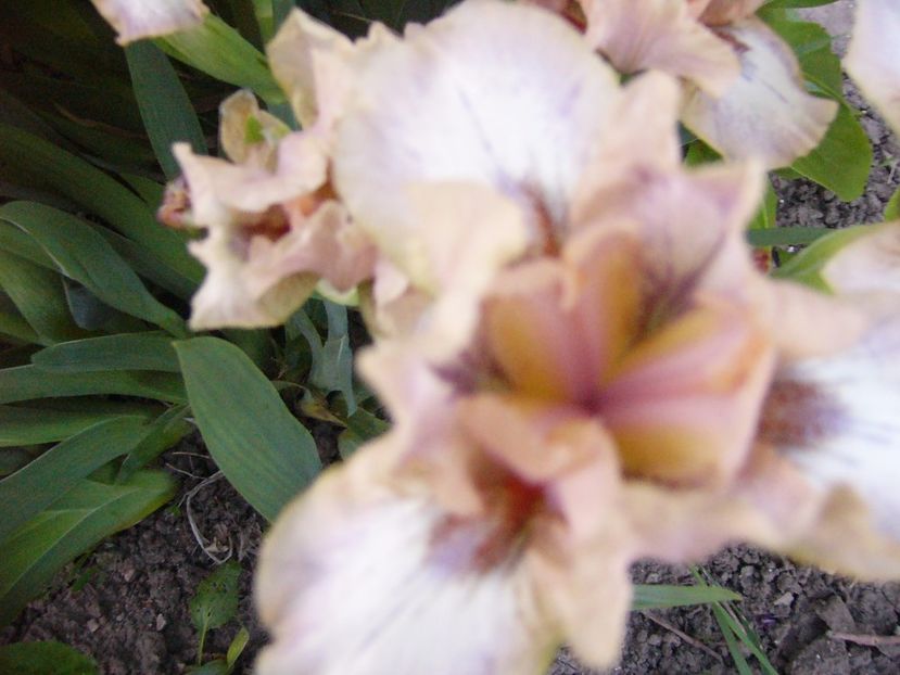 P1300628 - ANUL 2017 FLORI