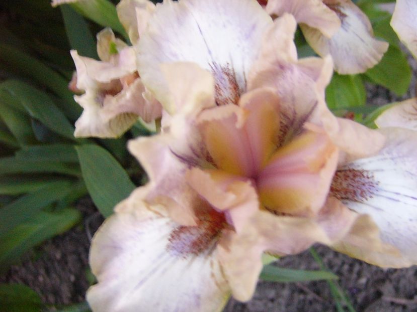 P1300631 - ANUL 2017 FLORI