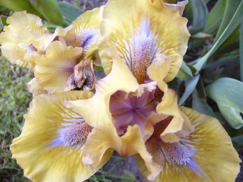 Iris talie mica Blue eyed Blond - ANUL 2017 FLORI