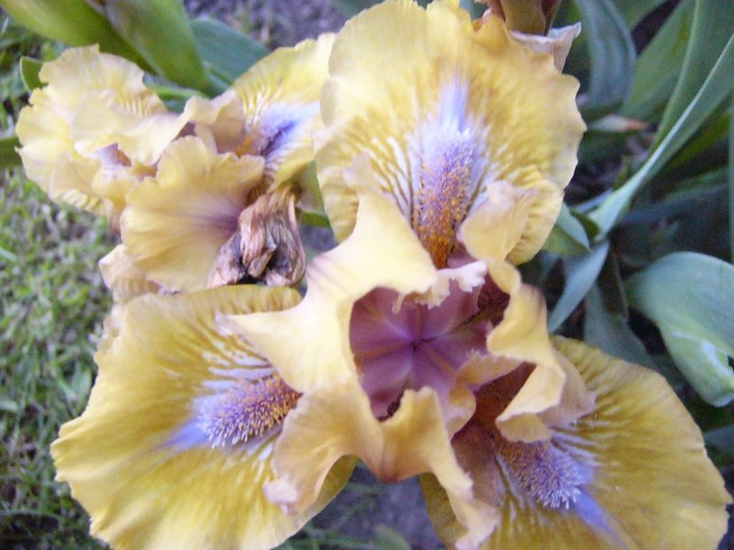 P1300635 - ANUL 2017 FLORI