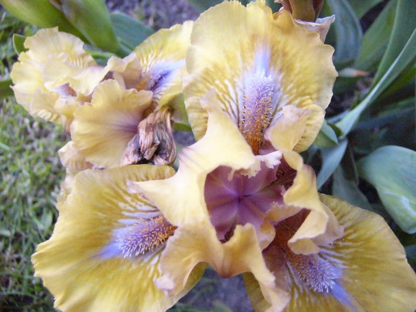 P1300636 - ANUL 2017 FLORI