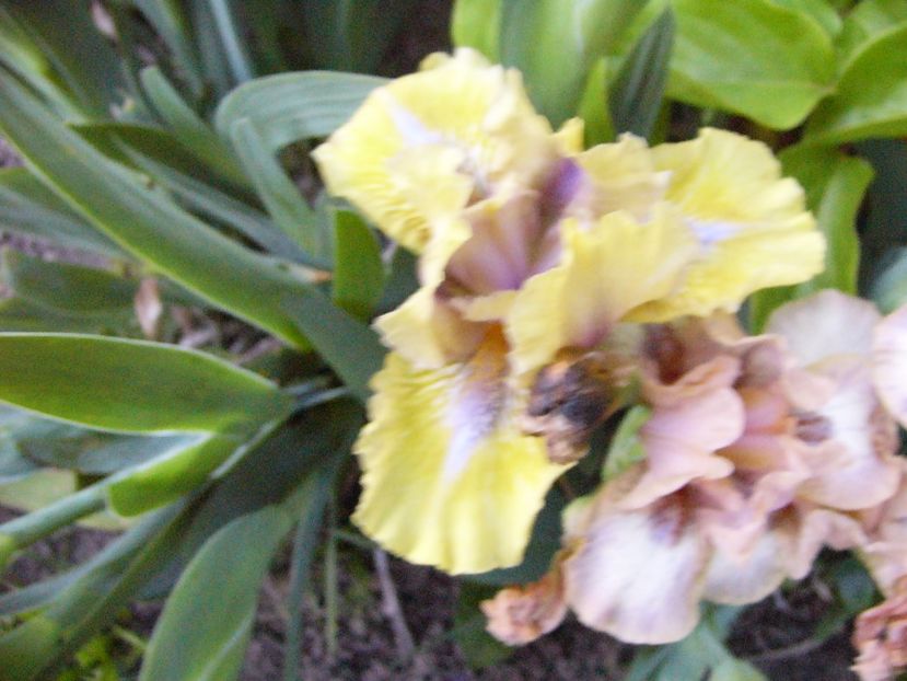 P1300638 - ANUL 2017 FLORI