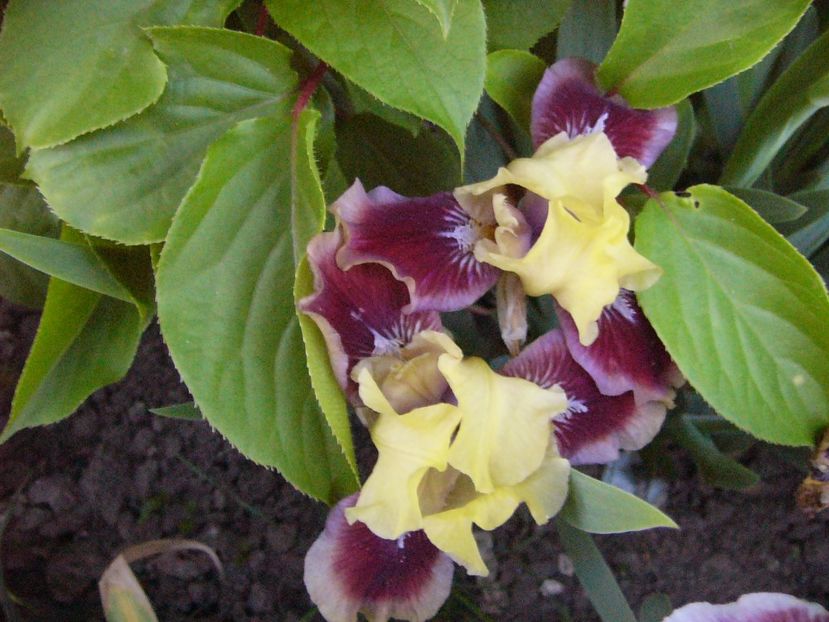 P1300645 - ANUL 2017 FLORI