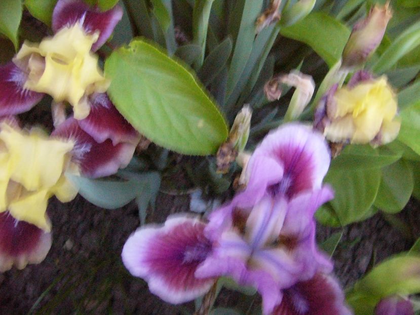 P1300647 - ANUL 2017 FLORI