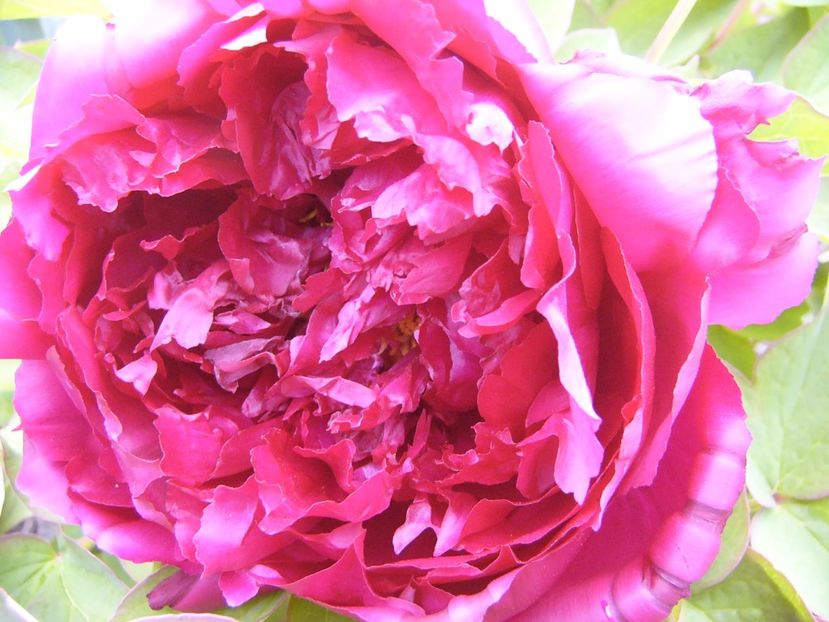 Paeonia suffruticosa Hua Wang - ANUL 2017 FLORI